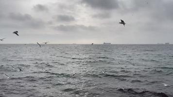 marmara sea view and seagulls in winter season