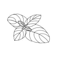 Basil outline drawing Isolated on white background Hand drawn drawing Grass spice leaves .For packaging interior design .Black and white image.Vector vector