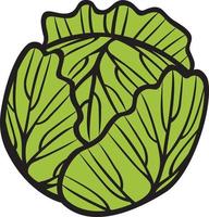 Green cabbage vegetable vector illustration