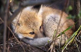 Fox laying  from Den photo