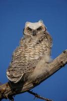 Great Horned Owl Tree photo