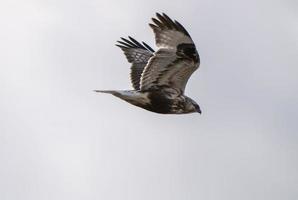 halcón de patas ásperas en saskatchewan foto