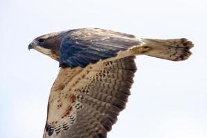 Swainson Hawk Saskatchewan photo