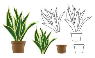 Snake Plant in Flowerpot isolated on White Background vector