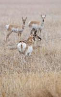 Pronghorn Antelope Saskatchewan photo