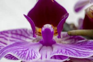 Pink Flower Iris
