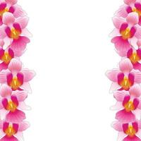 Pink Vanda Miss Joaquim Orchid Border vector