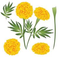 Marigold Flower - Tagetes. Vector Illustration. isolated on White Background.