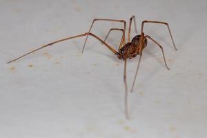 Adult Male Brown Spitting Spider photo