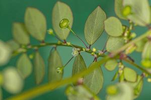 Mascarene Island Leaf-Flower Plant photo