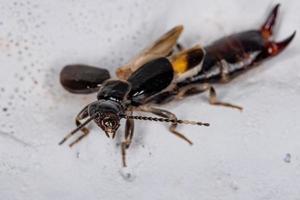 Adult Common Earwig photo
