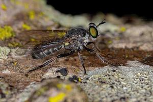 Adult Robber Fly photo