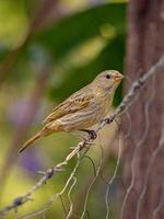 Saffron Finch Bird photo