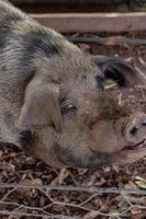 Pig raised in an outdoor pigsty photo