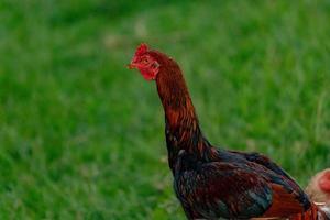 domestic animal chicken photo