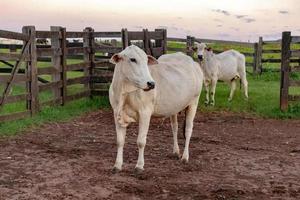 vaca blanca en un corral foto