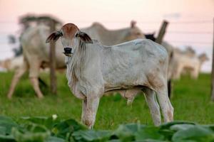 White cow raised on a farm photo