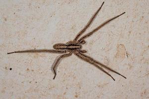 Adult Wandering Spider photo