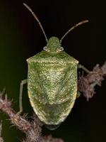 Adult Stink Bug photo