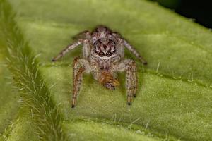 Adult Female Jumping Spider
