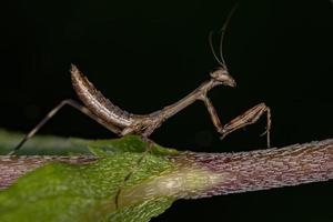 Small Mantid nymph photo