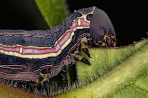 Macroglossine Sphinx Moth Caterpillar photo