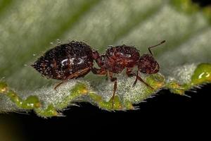 Adult Female Winged Cocktail Queen Ant photo