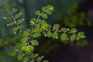 Mascarene Island Leaf-Flower Plant photo