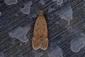 Adult Flat-bodied Moth photo