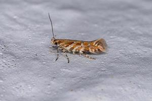 Adult Curved-horn Moth photo