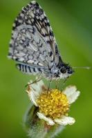 Adult Orcus Checkered-Skipper Moth photo