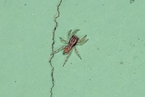 Small Gray Wall Jumping Spider photo