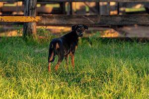 Small black mutt dog photo