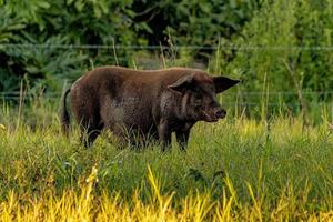 Pig raised in an outdoor pigsty photo