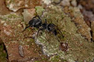 araña saltadora para adultos foto