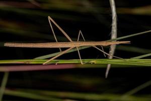 Adult Neotropical Stick Grasshopper photo