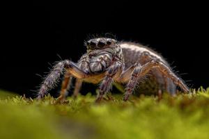 Adult female Jumping Spider photo