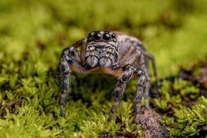 Adult female Jumping Spider photo