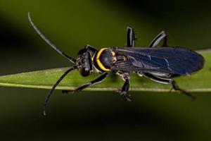 Adult Spider Wasp photo