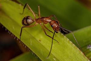 hormiga carpintera hembra adulta foto