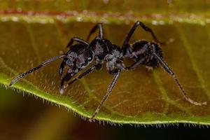 hormiga ectatommina hembra adulta foto