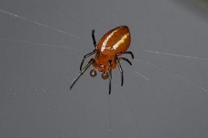 Adult Typical Orbweaver Spider photo