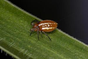 Adult Typical Orbweaver Spider photo