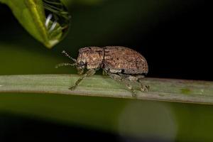 Small Adult Beetle photo