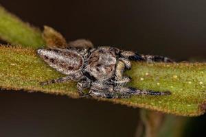 Adult Male Jumping Spider photo