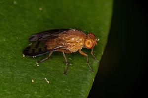 Adult Acalyptrate Fly photo