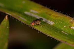 Adult African Fig Fly photo