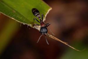 hormiga ramita hembra adulta