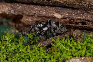 Small jumping spider photo