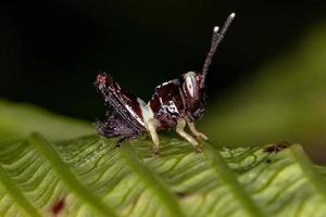 Stridulating Slant-faced Grasshopper Nymph